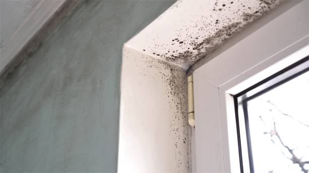 Best Same-Day Mold Removal  in Red Cloud, NE