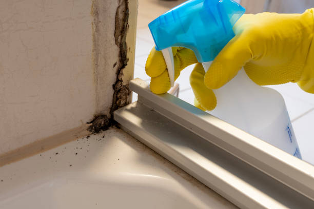 Best Home Mold Removal  in Red Cloud, NE