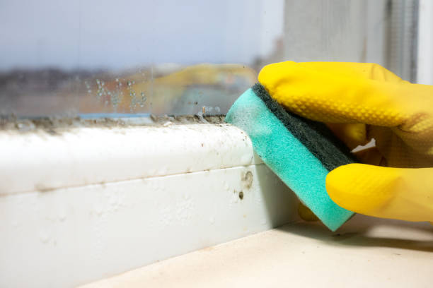 Best Black Mold Removal  in Red Cloud, NE