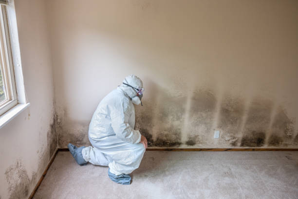 Best Attic Mold Removal  in Red Cloud, NE