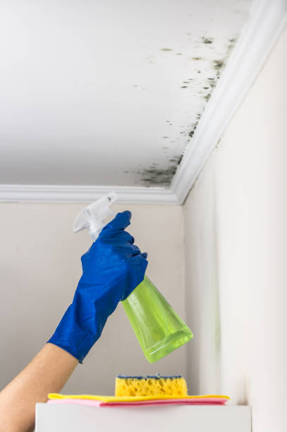 Best Certified Mold Removal  in Red Cloud, NE