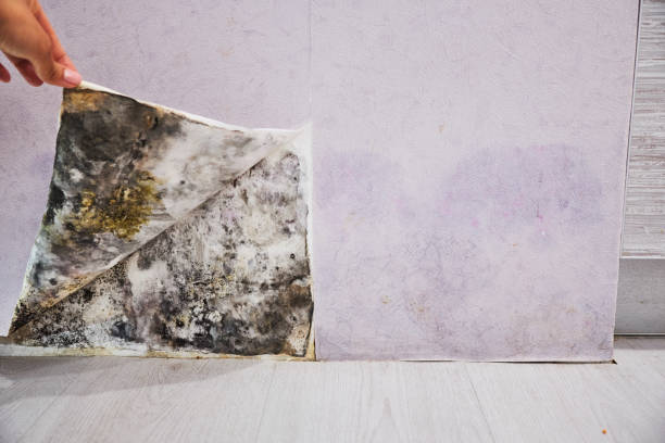 Mold Removal and Inspection in Red Cloud, NE